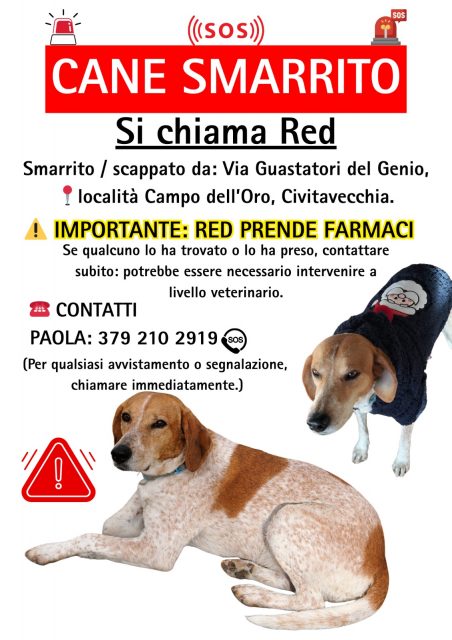 cane smarrito
