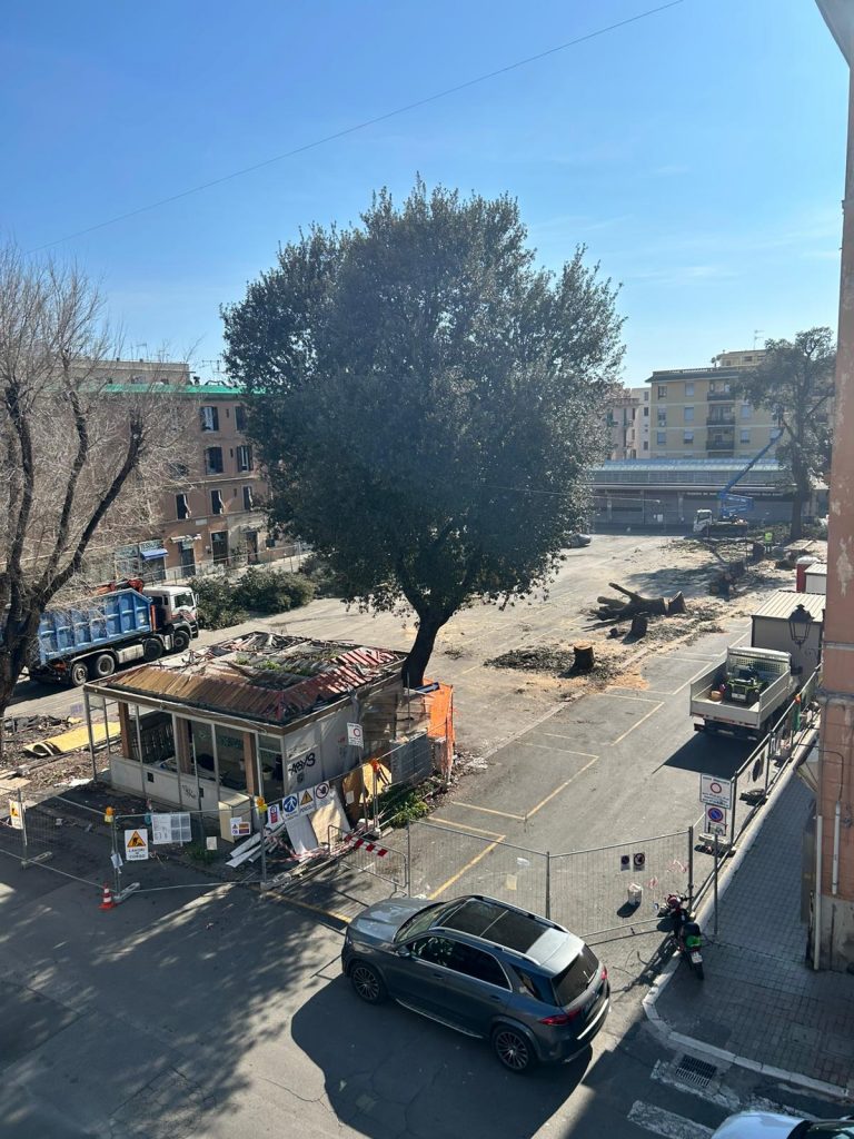 alberi mercato cv tagliati