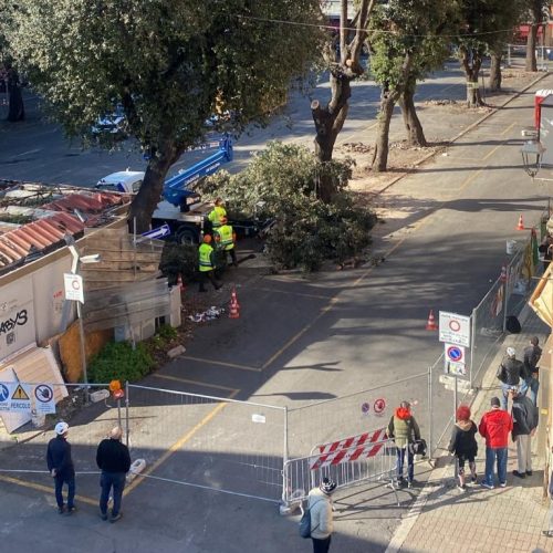 alberi piazza regina margherita CV