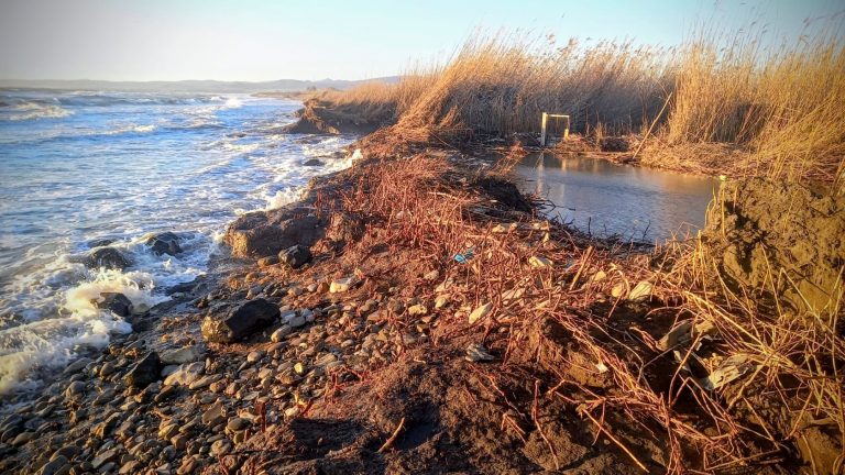 palude torre flavia ladispoli