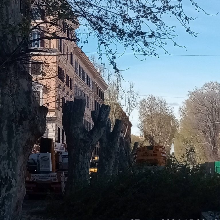 alberi tagliati piazza carpegna roma