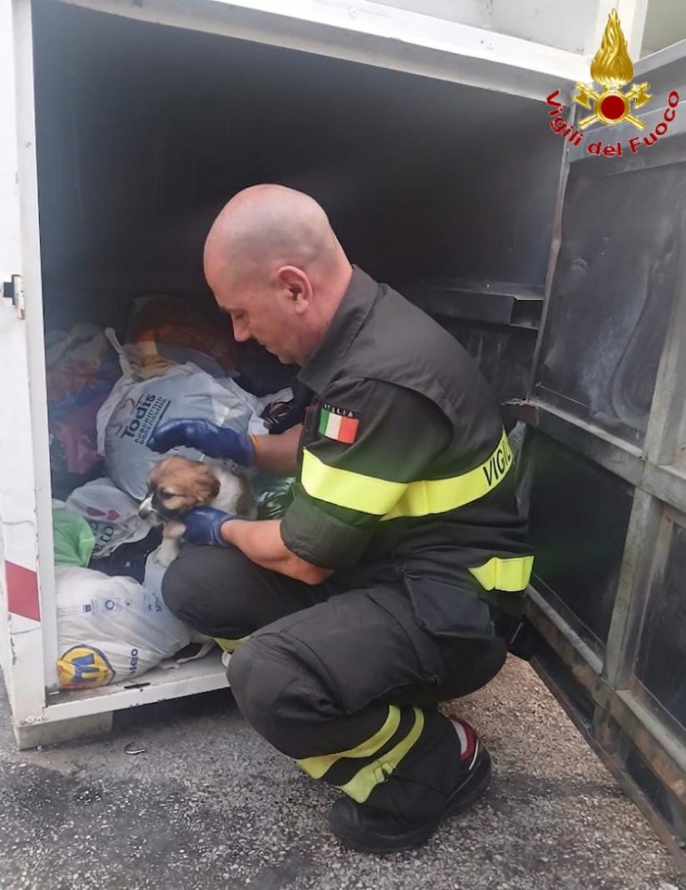 cane vigili del fuoco