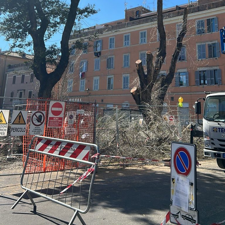 mercato regina margherita CV