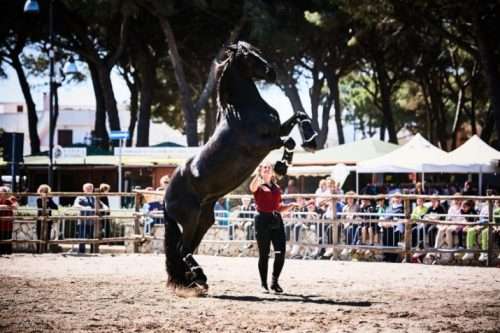 maremma damare