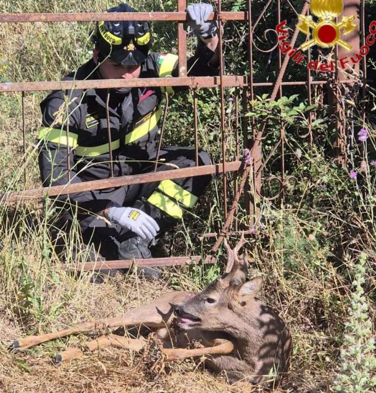 vigili del fuoco 2