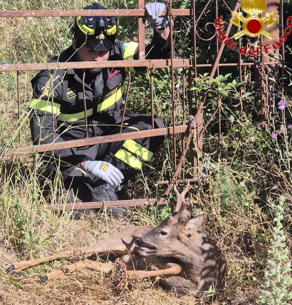 vigili del fuoco 2