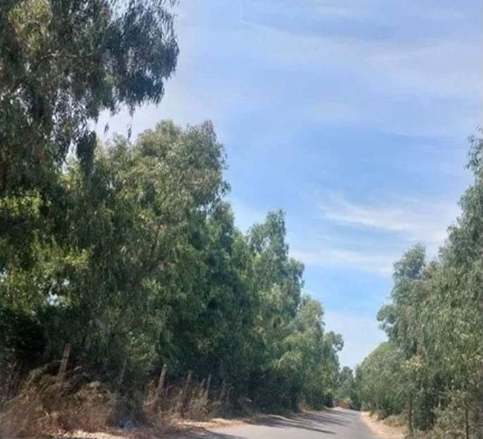 Assolidi: "Manutenzione Strada Bagni S. Agostino: completato lo sfalcio"