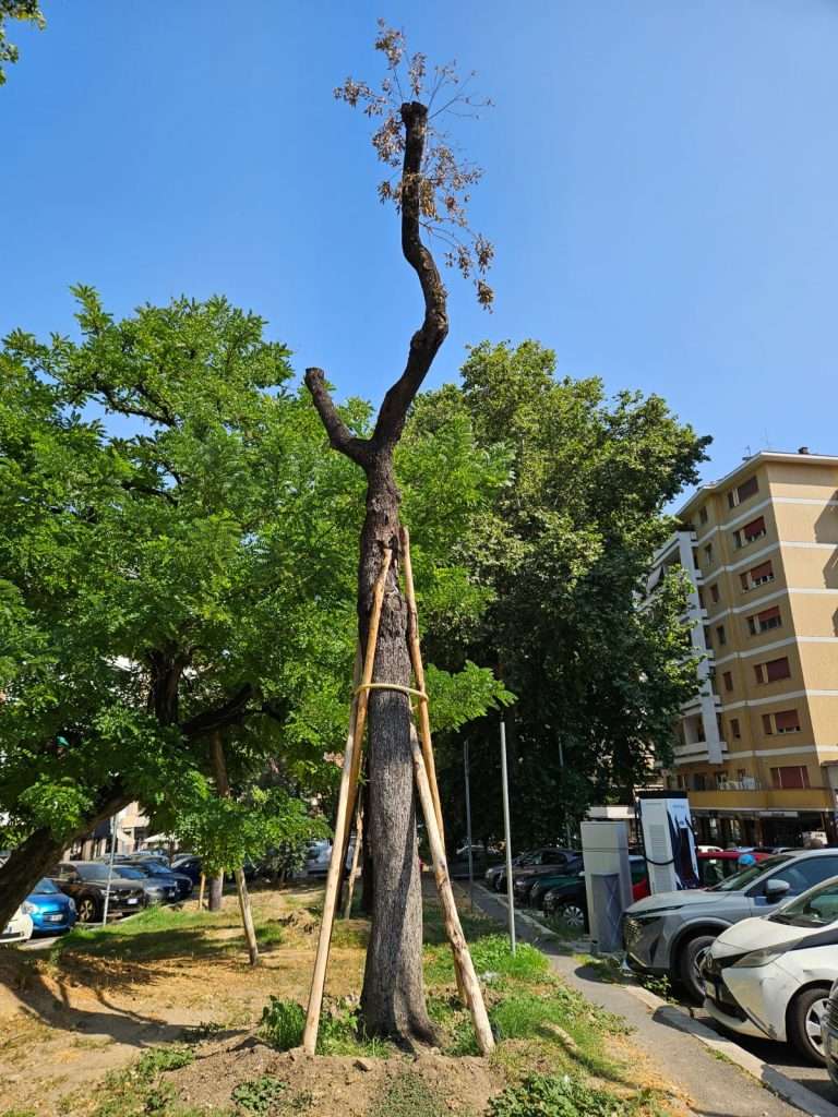 Alberi abbattuti a Roma: il fallimento dei trapianti in Viale degli Ammiragli