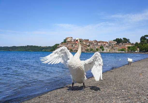 Cigno salvato al Lago di Bracciano: liberato dalle lenze da pesca