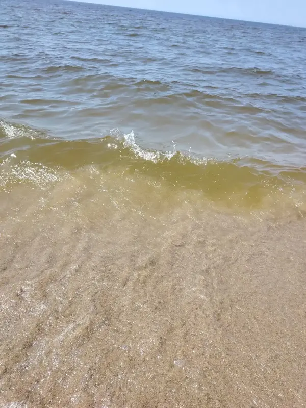 mare marrone