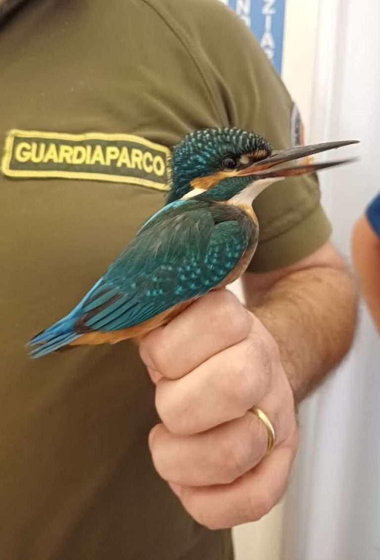 Martin pescatore recuperato a Vigna di Valle: cure al CRAS del lago di Vico