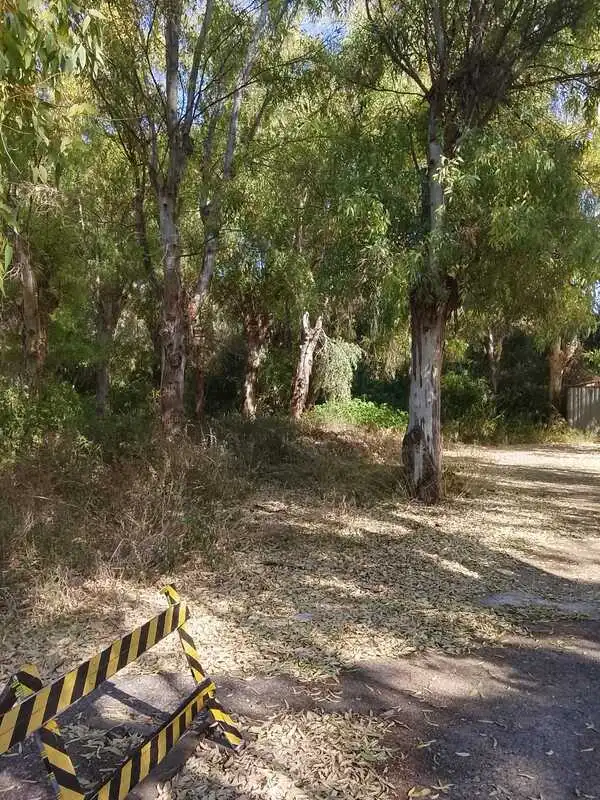 parco eucalipti sm