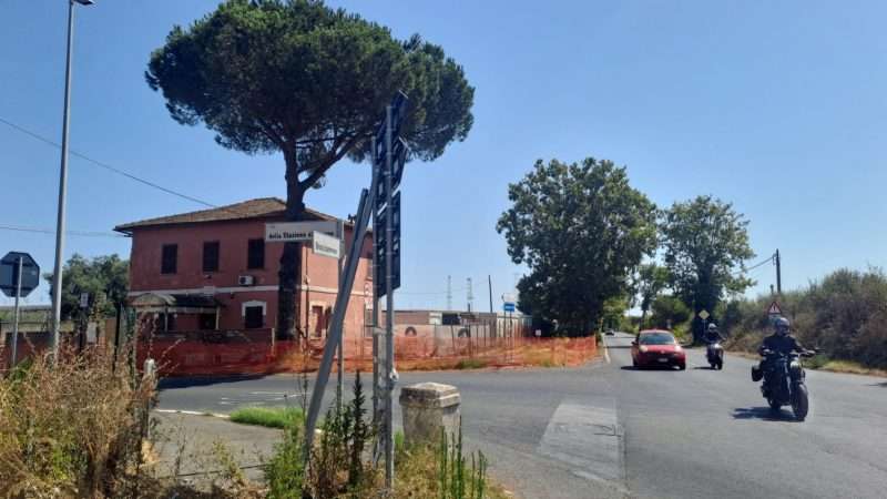 Pini a rischio abbattimento sulla via Braccianese: l’appello per salvarli