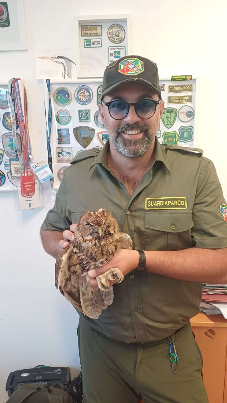 Trevignano Romano, recuperato un allocco in difficoltà