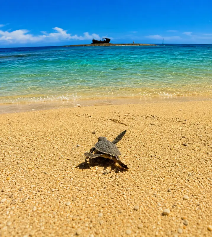 Tartaruga Caretta caretta torna in mare a Passoscuro
