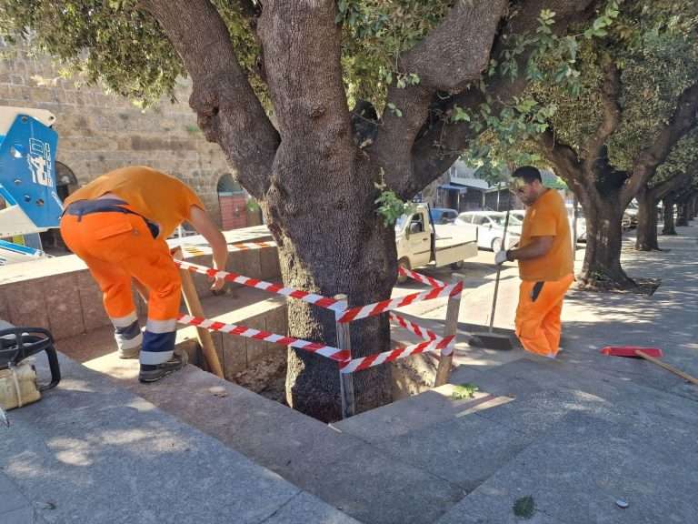 La Voce degli Alberi. Controlli sui lecci storici di Cerveteri