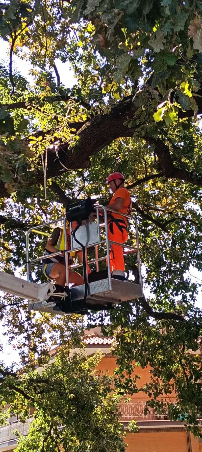 quercia
