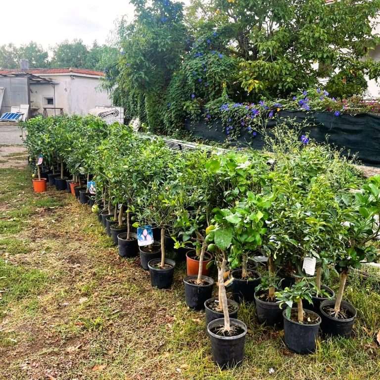 Cerveteri, 150 alberi per il verde pubblico