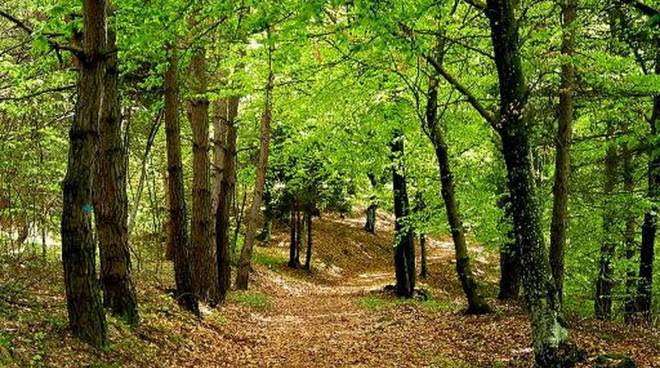 Ladispoli, il Bosco di Palo diventa comunale: è scontro sul verde