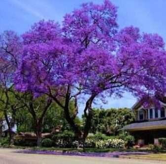 Jacaranda a Santa Marinella: due nuovi alberi