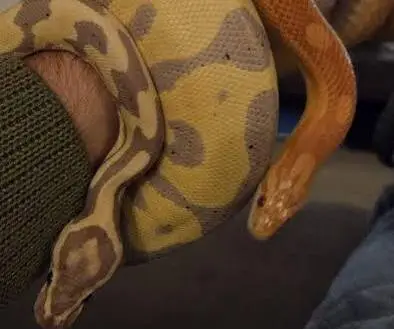 Serpenti scomparsi ad Anguillara, appello del proprietario
